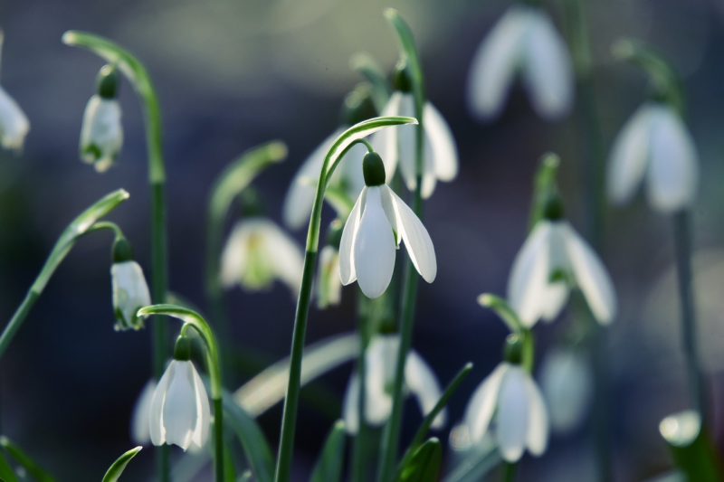 Guvernørens månedsbrev for februar er her.